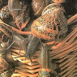 Un sucevean se judeca de doi ani cu statul pentru a demonstra ca melcii sunt animale