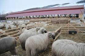 Ferme de oi Germania 1400 e