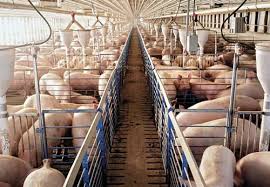 Ferme porci Germania 1.600 Euro