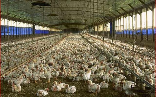ferme pasari, 1.400 Euro in Germania