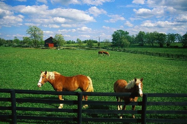Ferme cai 1.800 Euro in Germania
