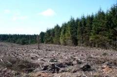 Domeniul forestier la defrisat