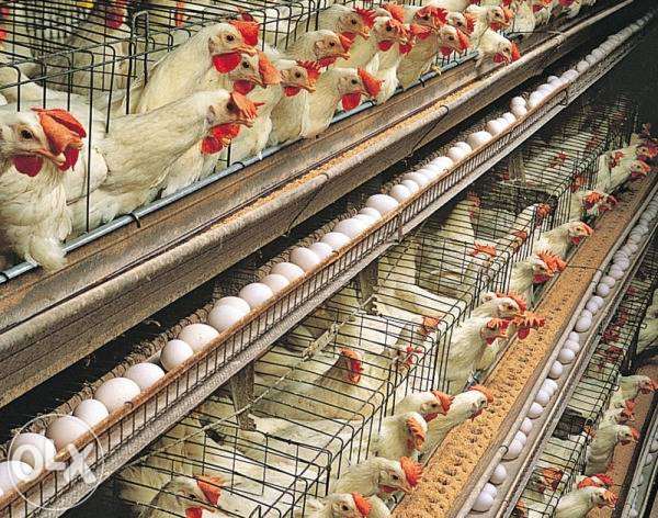  Muncitori necalificati in ferme Danemarca