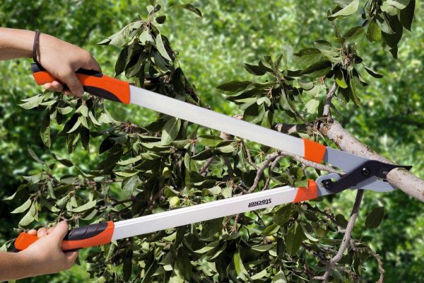 Forestier, taiat lemne, Germania