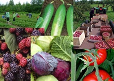 Oferte noi pentru agricultura la ferma de legume Germania/1400 euro