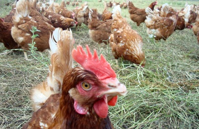 munca in ferma de pasari