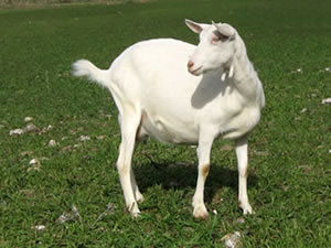 VAND CAPRE SAANEN CU PEDIGREE