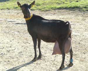 VAND CAPRE MURCIANO GRANADINA CU PEDIGREE