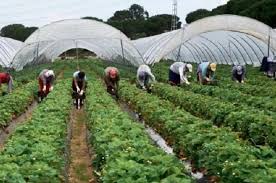 Agricultura  sera ? camp Italia