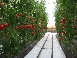 Agricultura strainatate