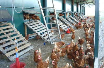 munca la ferme de pasari