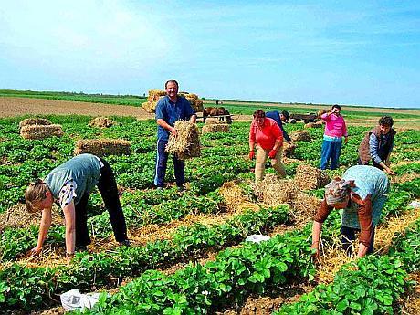 Angajam personal necalificat in agricultura.
