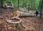 Forestier Germania
