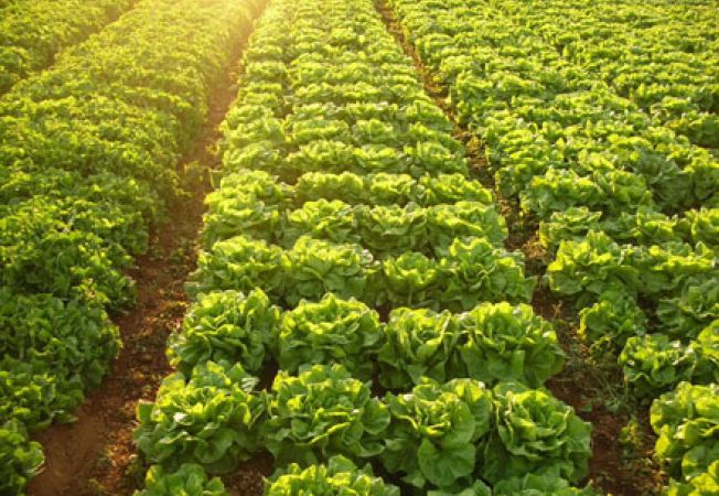 Taiat de salata Germania 1700 euro