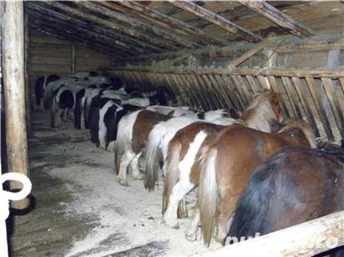 :  Muncitori grajduri animale, Austria