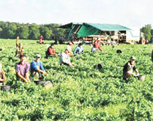 Cules mazare sere Germania