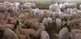 :  Ferma porci Germania