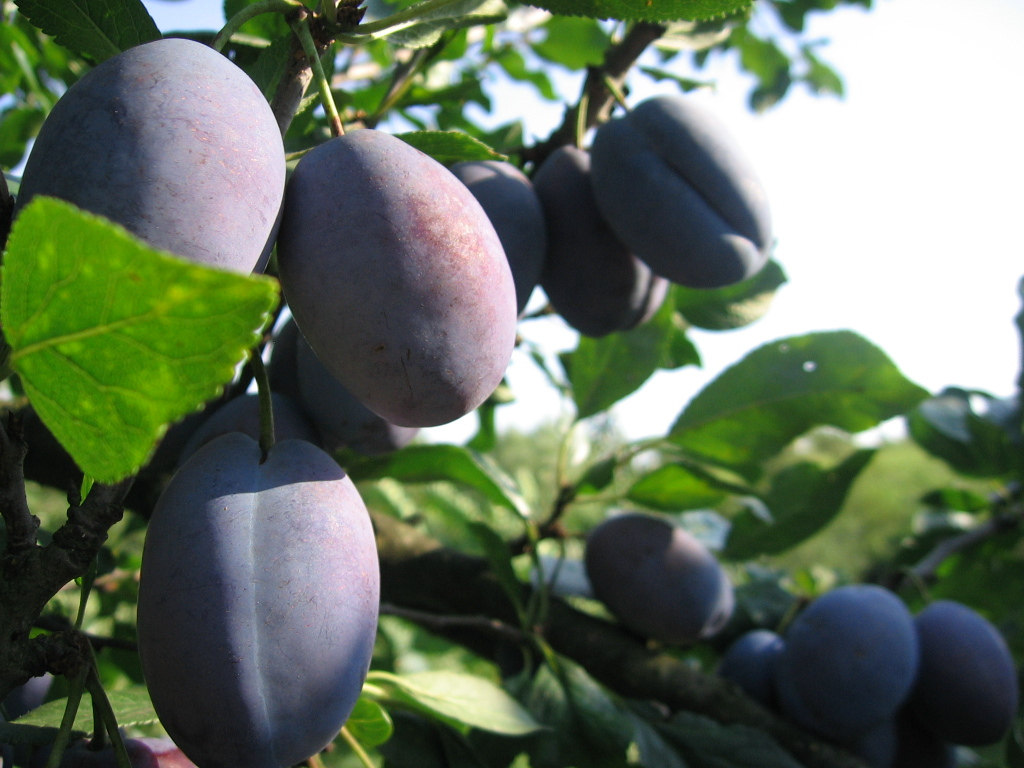:   Munca in Germania, 1500 euro, agricultura