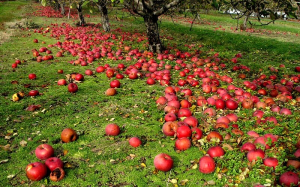 Angajam in agricultura, Germania