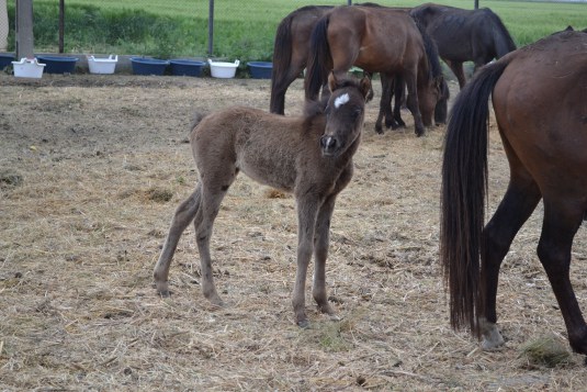 Zootehnie 1900 euro, Germania
