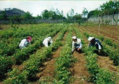 :  Munca in Italia, agricultura