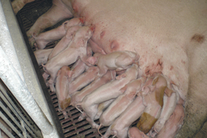 Munca la ferme Germania