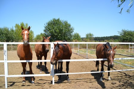 Angajam ingrijitori la ferme de calarie 1400 euro 