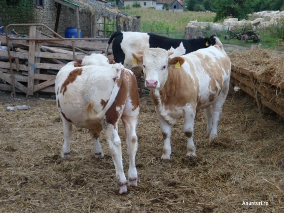 Ferma bovine 1600 euro Germania