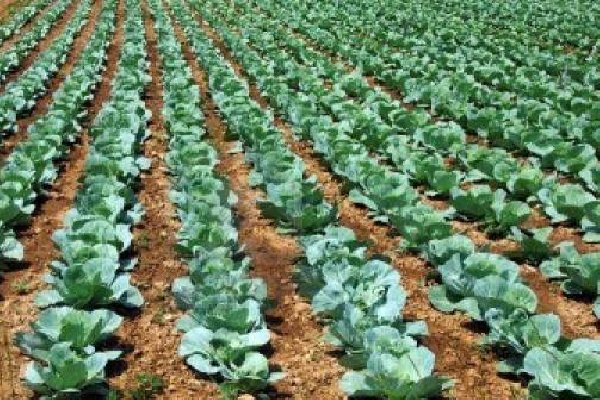 Angajam in agricultura, Germania