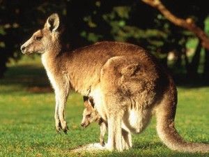 Cangurii sunt inruditi genetic cu oamenii