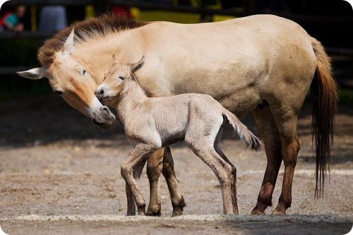Ferme animale in Germania