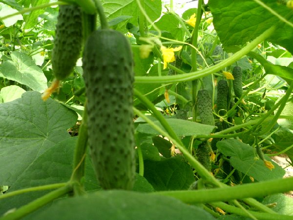 Muncitori in sere legume din Germania
