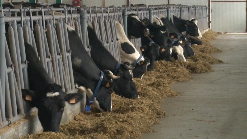Ingrijitor la ferma de vaci in Germania 1300  euro