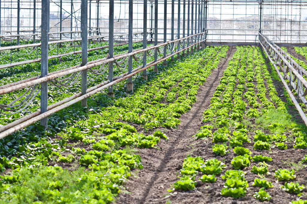 Ingrijitori plante in sere 1400 euro