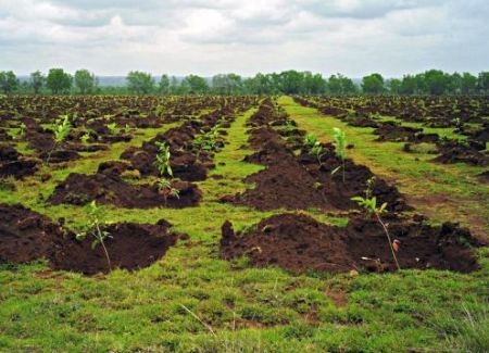 Plantare puieti 1600 euro