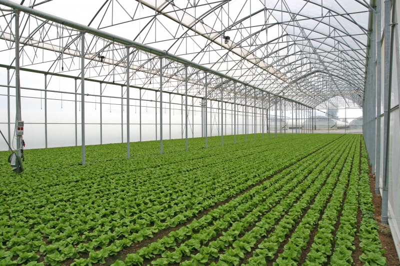 Muncitori solarii si sere Germania