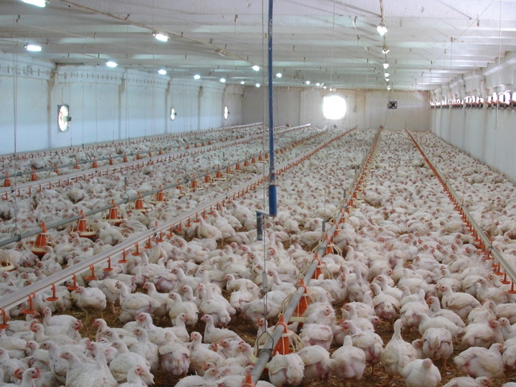 Angajari in ferme de pasari