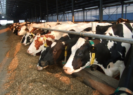 Angajam in ferme de bovine 1450 euro