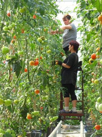 Recoltare legume in sere Germania
