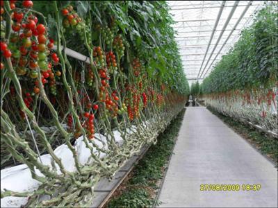 Oferte de munca in sere de legume