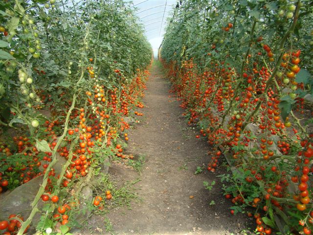 Cultivare rosii cherry Germania