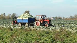 Recoltare varza Austria