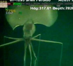 Creatura cu aspect extraterestru, filmata in Golful Mexic - VIDEO