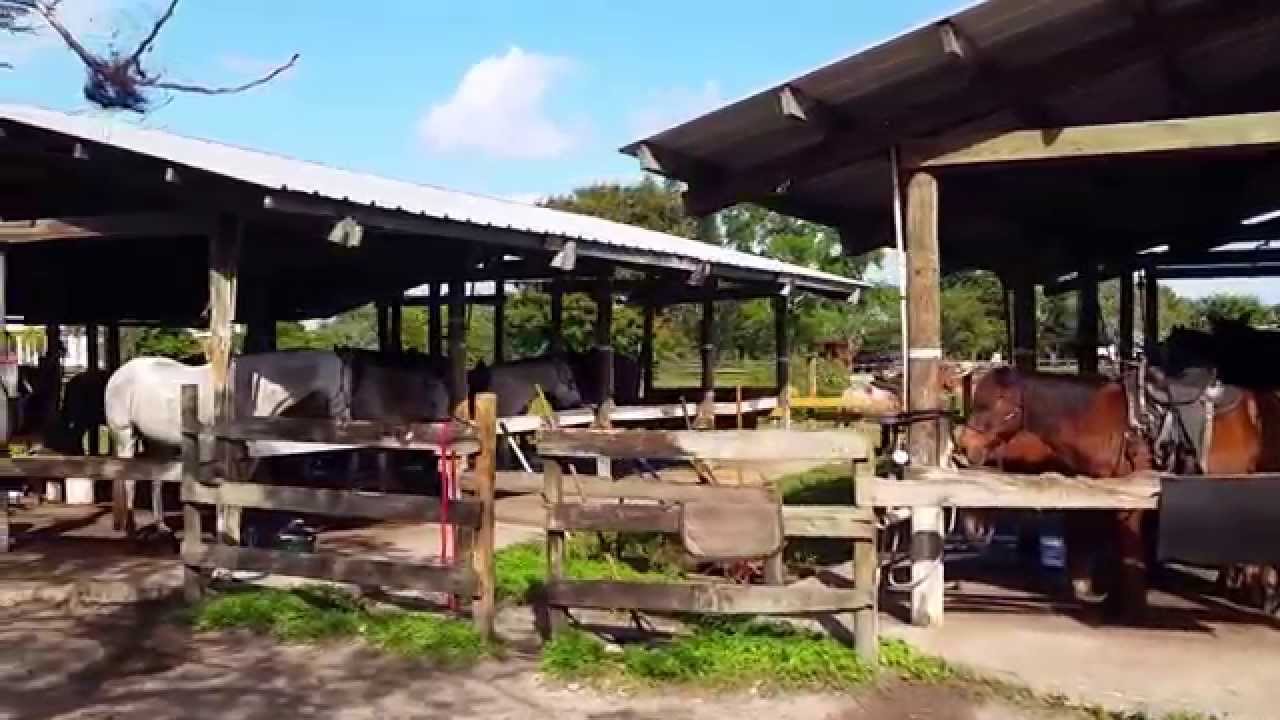 Angajari in ferme de cai