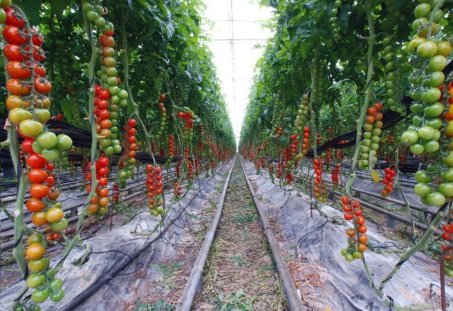 Cultivare rosii cherry 1400 euro