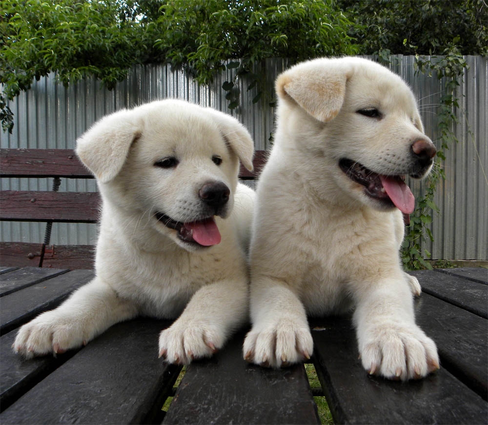 Vand pui Akita Inu cu pedigree