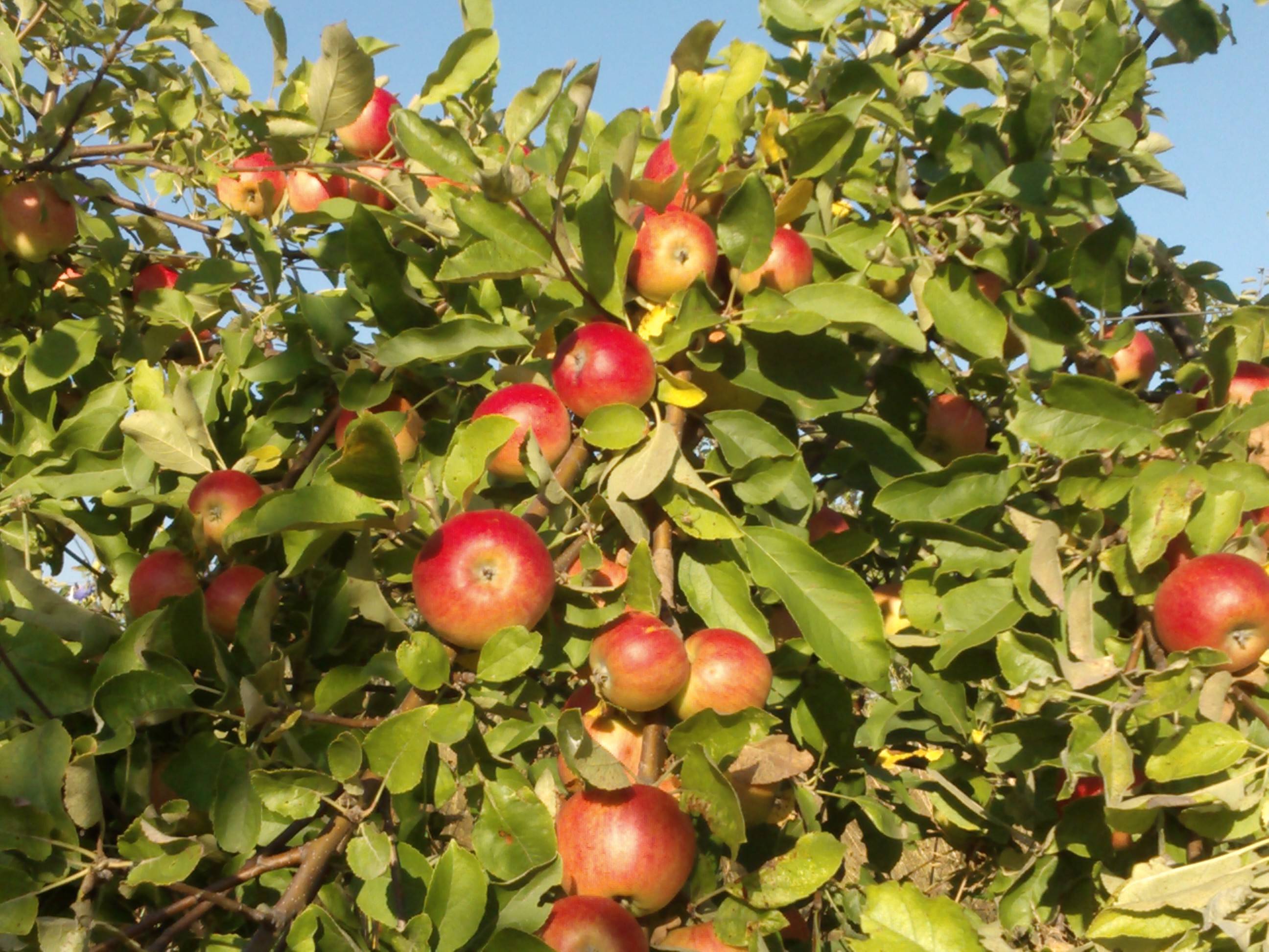 De vanzare pomi fructiferi
