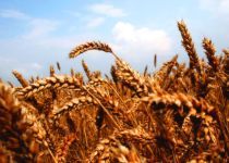 Irakul a achizitionat 200.000 de tone de grau din Romania, cu 40 milioane de dolari