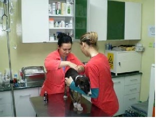 Curs calificare Tehnician Veterinar 