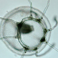 Meduza turritopsis nutricula ar putea fi singura fiinta 